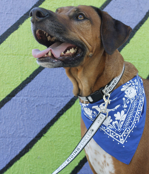 Dog Collar - Wave Riding Vehicles
